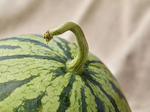 soul吃的瓜,那些你不知道的瓜与真相  第2张